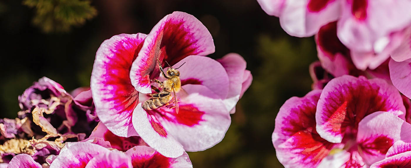 pageHeader